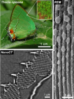 High resolution X-ray tomography reveals mystery